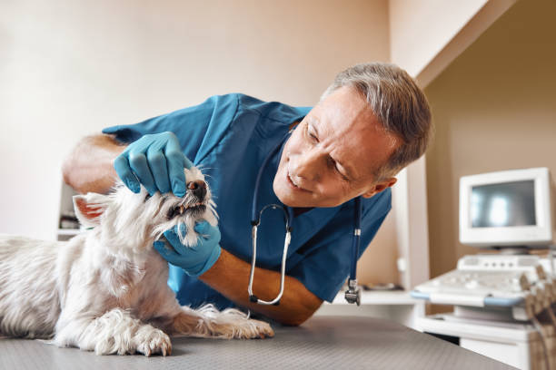 Best Emergency Denture Repair in Manistee, MI